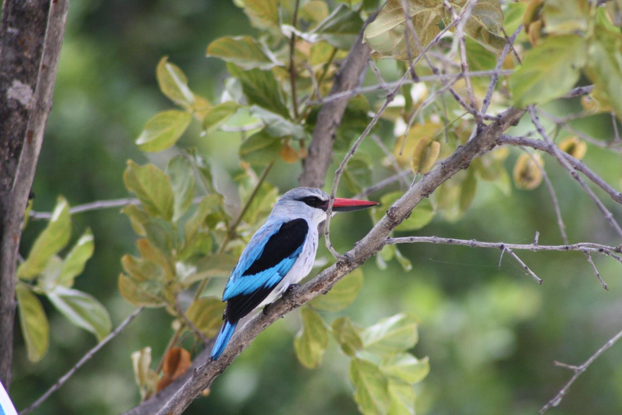 Normann Safari Bush Lodge Phalaborwa Eksteriør billede