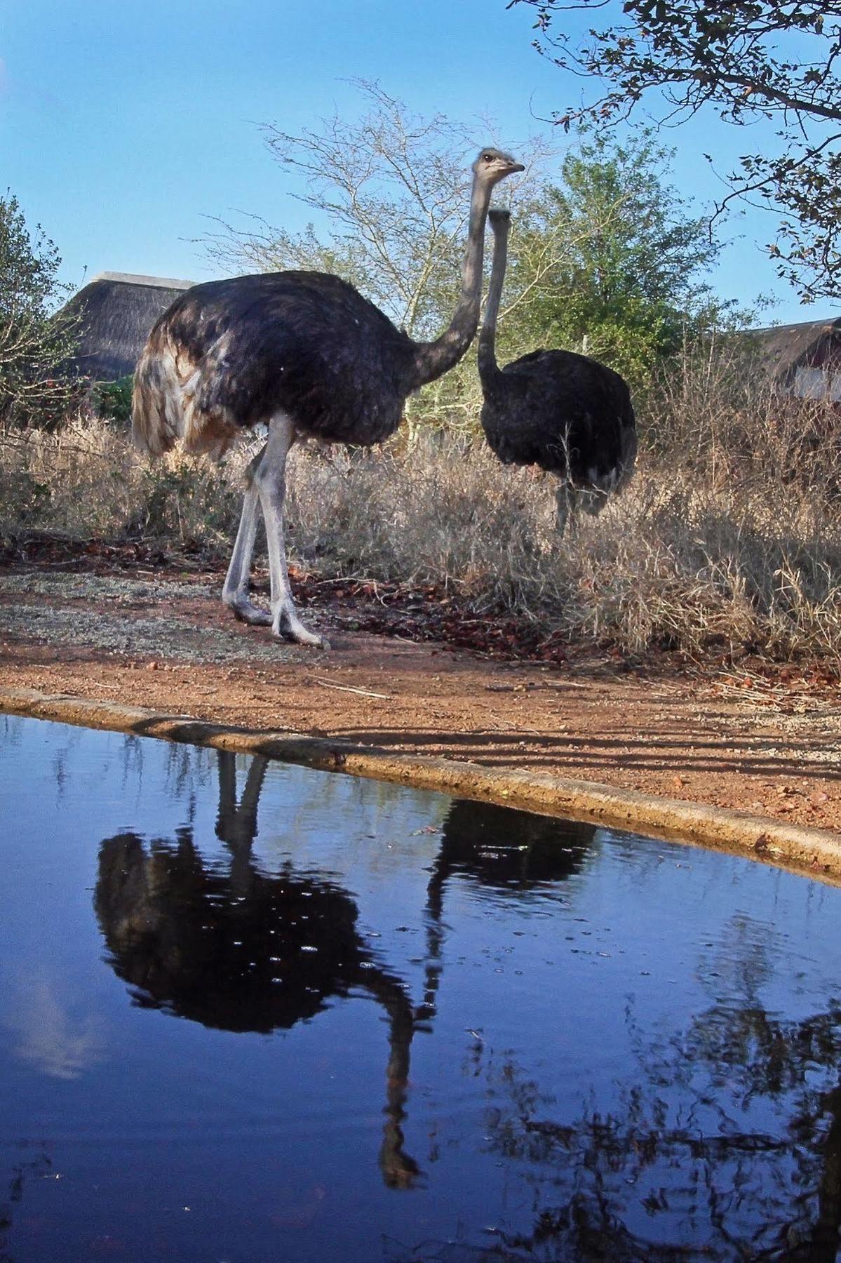 Normann Safari Bush Lodge Phalaborwa Eksteriør billede